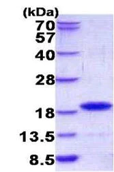 SDS-PAGE - Recombinant Human GIP protein (His tag N-Terminus) (AB156354)