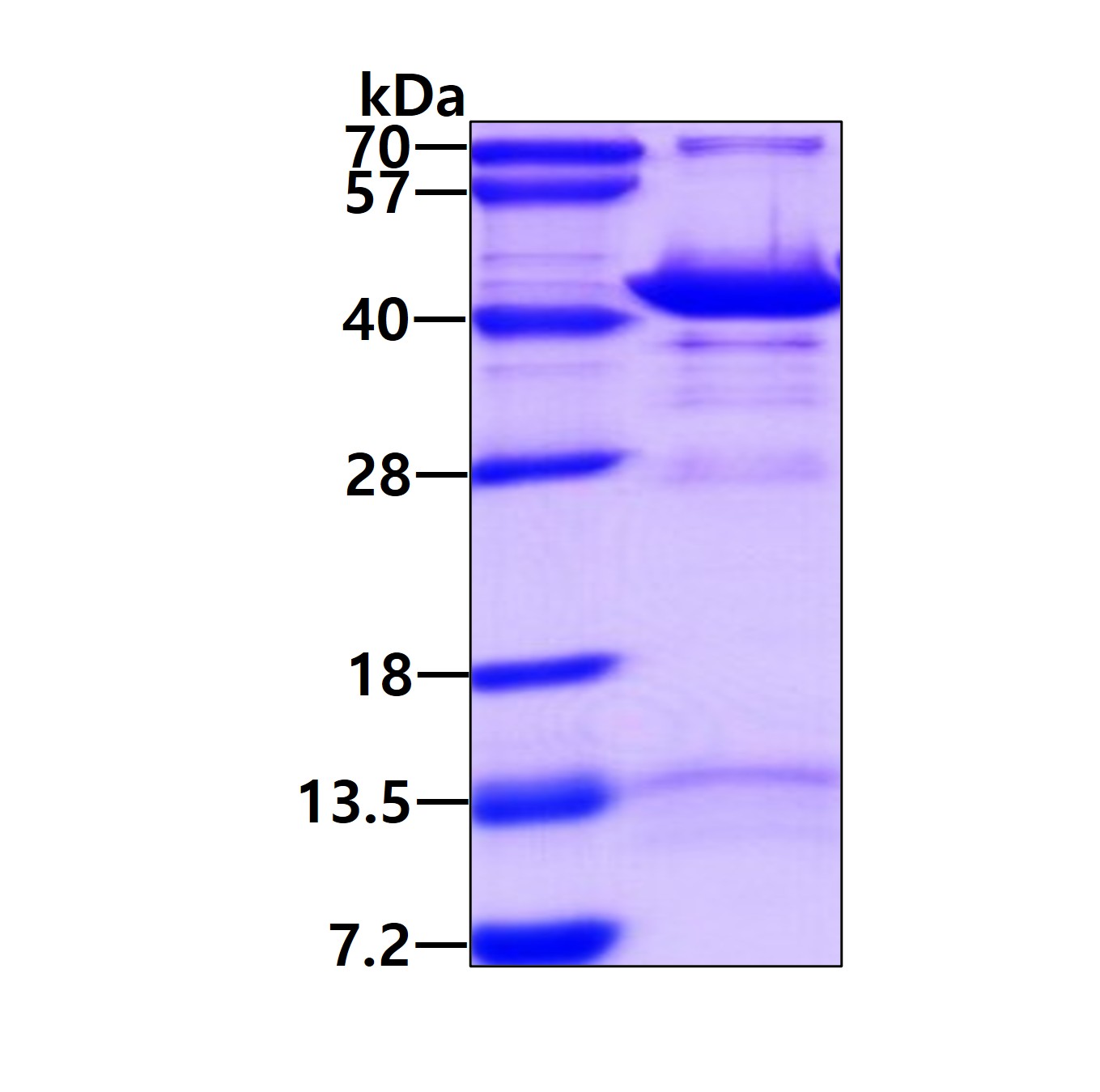 SDS-PAGE - Recombinant Human GIPC1 protein (AB96769)