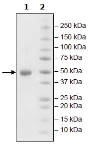 Recombinant human GITR protein (Active) (Biotin)