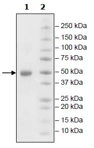SDS-PAGE - Recombinant human GITR protein (Active) (Biotin) (Avi tag C-Terminus + Fc tag C-Terminus) (AB271528)