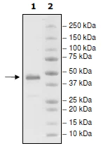 SDS-PAGE - Recombinant Human GITR protein (Fc Chimera) (AB198670)