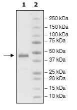 SDS-PAGE - Recombinant Human GITR protein (Fc tag C-Terminus) (AB198670)
