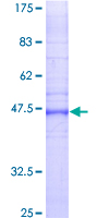 SDS-PAGE - Recombinant Human GJB2 protein (GST tag N-Terminus) (AB152424)