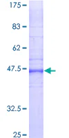 SDS-PAGE - Recombinant Human GJB2 protein (GST tag N-Terminus) (AB152424)