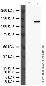 Western blot - Recombinant Human GLB1/Beta-galactosidase protein (AB151890)