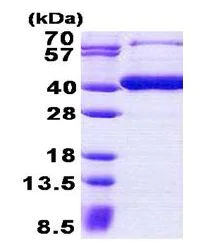 SDS-PAGE - Recombinant Human GlcAT-I protein (AB156962)