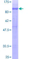 SDS-PAGE - Recombinant Human GLEPP1/PTPRO protein (GST tag N-Terminus) (AB114815)