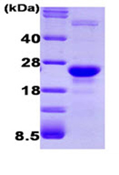 SDS-PAGE - Recombinant human GLO1 protein (AB87413)