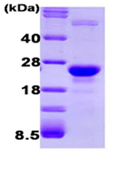 SDS-PAGE - Recombinant human GLO1 protein (AB87413)