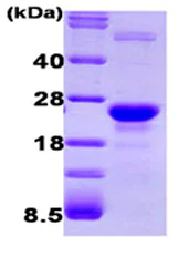 SDS-PAGE - Recombinant human GLO1 protein (Tag Free) (AB87413)