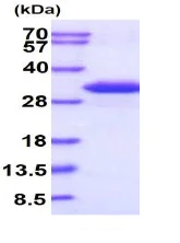 SDS-PAGE - Recombinant Human GLO2 protein (AB102019)