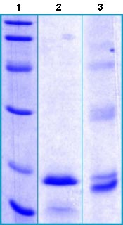recombinant glp-1 Recombinant Human GLP-1R protein