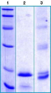 SDS-PAGE - Recombinant Human GLP-1R protein (AB130280)