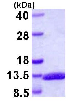 SDS-PAGE - Recombinant Human Glucagon protein (AB109948), expandable thumbnail