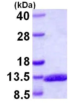 SDS-PAGE - Recombinant Human Glucagon protein (AB109948)