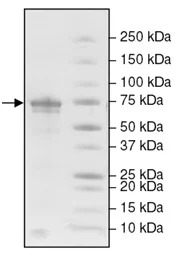 SDS-PAGE - Recombinant human Glutaminase protein (His tag N-Terminus) (AB198065)