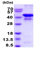 SDS-PAGE - Recombinant human Glutamine Synthetase protein (AB222354), expandable thumbnail