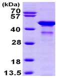 SDS-PAGE - Recombinant Human Glutamine Synthetase protein (AB98145)