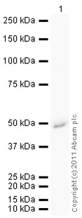 Western blot - Recombinant Human Glutamine Synthetase protein (AB98145)