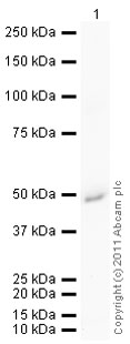 Western blot - Recombinant Human Glutamine Synthetase protein (His tag N-Terminus) (AB98145)