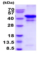 SDS-PAGE - Recombinant human Glutamine Synthetase protein (Tag Free) (AB222354)