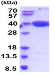 SDS-PAGE - Recombinant Human Glutaminyl cyclase protein (His tag C-Terminus) (AB206806)