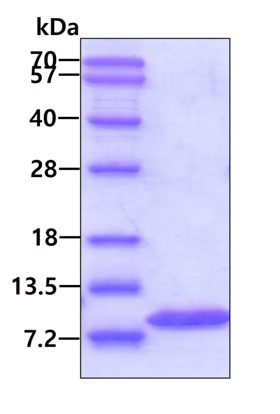 SDS-PAGE - Recombinant Human Glutaredoxin 1 protein (AB86987)