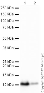 Western blot - Recombinant Human Glutaredoxin 1 protein (Tag Free) (AB86987)