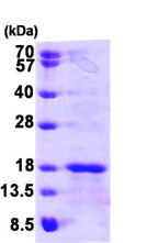 SDS-PAGE - Recombinant Human Glutaredoxin 5 protein (AB95352), expandable thumbnail
