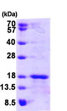 SDS-PAGE - Recombinant Human Glutaredoxin 5 protein (His tag N-Terminus) (AB95352)