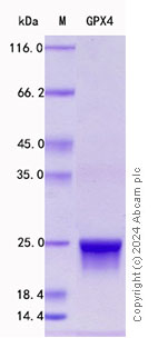 Recombinant Human Glutathione Peroxidase 4 Protein Standard (His tag)  (ab316572)