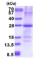 SDS-PAGE - Recombinant Human Glutathione S Transferase mu protein (denatured) (His tag N-Terminus) (AB177627)