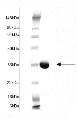 SDS-PAGE - Recombinant Human glutathione S transferase Omega 1/p28 (mutated ) protein (AB82954)