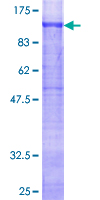 SDS-PAGE - Recombinant Human Glycogen synthase 1/GYS1 protein (GST tag N-Terminus) (AB158615)