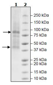 SDS-PAGE - Recombinant Human Glycogenin 1 + Glycogen synthase 2 protein (His tag N-Terminus + Strep C-Terminus) (AB271532)