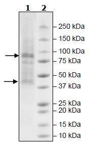 SDS-PAGE - Recombinant Human Glycogenin 1 + Glycogen synthase 2 protein (Tagged) (AB271532)