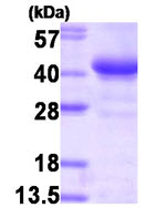 SDS-PAGE - Recombinant Human Glycogenin 1 protein (AB87624)