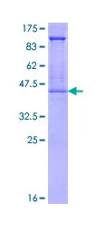 SDS-PAGE - Recombinant Human Glycophorin A protein (GST tag N-Terminus) (AB114330)
