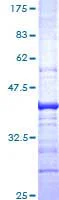 SDS-PAGE - Recombinant Human Glypican 1/ GPC1 protein (GST tag N-Terminus) (AB114484)