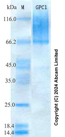 SDS-PAGE - Recombinant Human Glypican 1 Protein Standard (His tag) (AB322093)