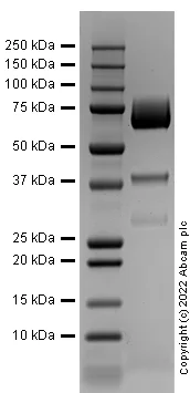 SDS-PAGE - Recombinant Human Glypican 3 Protein (AB290056)