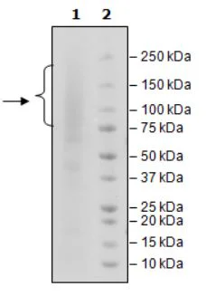 SDS-PAGE - Recombinant Human Glypican 3 protein (Avi tag C-Terminus + His tag C-Terminus) (AB271529)