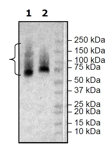 Western blot - Recombinant Human Glypican 3 protein (Biotin) (Avi tag C-Terminus + His tag C-Terminus) (AB271530)