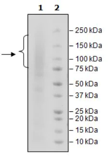 SDS-PAGE - Recombinant Human Glypican 3 protein (Tagged) (AB271529)