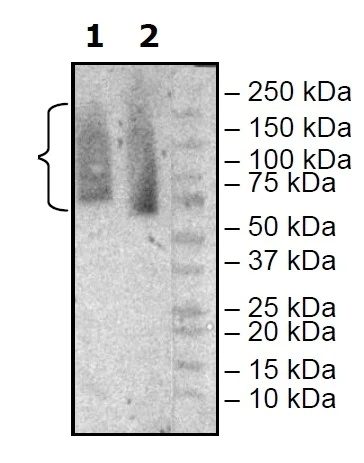 Western blot - Recombinant Human Glypican 3 protein (Tagged) (AB271529)