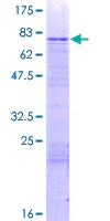 SDS-PAGE - Recombinant Human GLYR1 protein (GST tag N-Terminus) (AB164628)