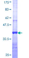 SDS-PAGE - Recombinant Human Glyt2 protein (GST tag N-Terminus) (AB160362)