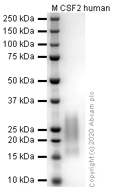SDS-PAGE - Recombinant human GM-CSF protein (Active) (AB259376)