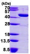 SDS-PAGE - Recombinant Human GMDS protein (His tag N-Terminus) (AB113860)