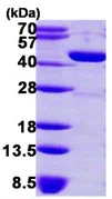 SDS-PAGE - Recombinant Human GMDS protein (His tag N-Terminus) (AB113860)